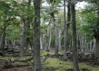 Low angle shot of tree trunks with green trees in the back 